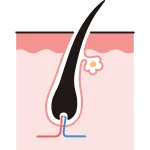 Cross Section Of Pores SVG Icon
